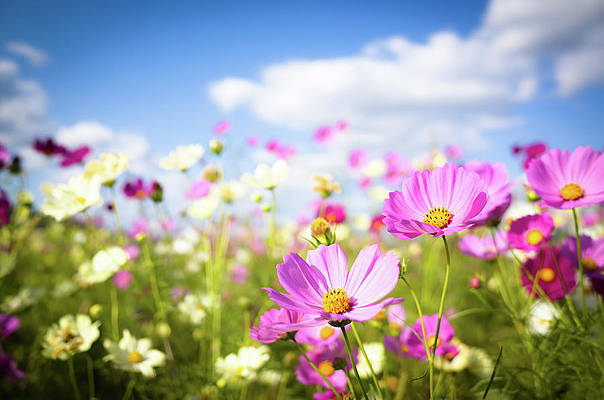 cosmos-flowers-in-full-bloom-marser